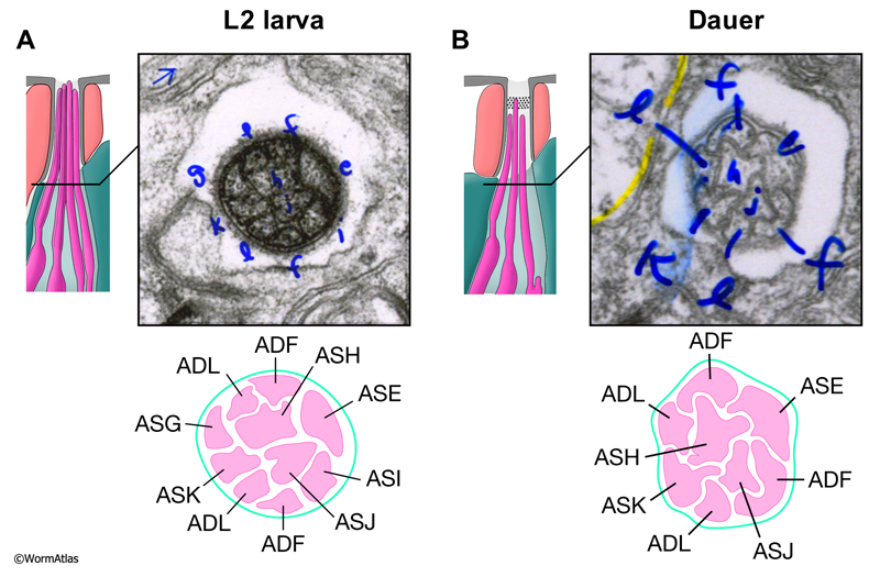 DNeuroFIG 3: Amphid cilia in L2 and dauer larvae.